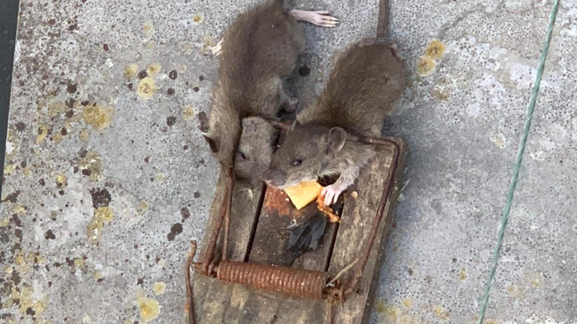 ratten1