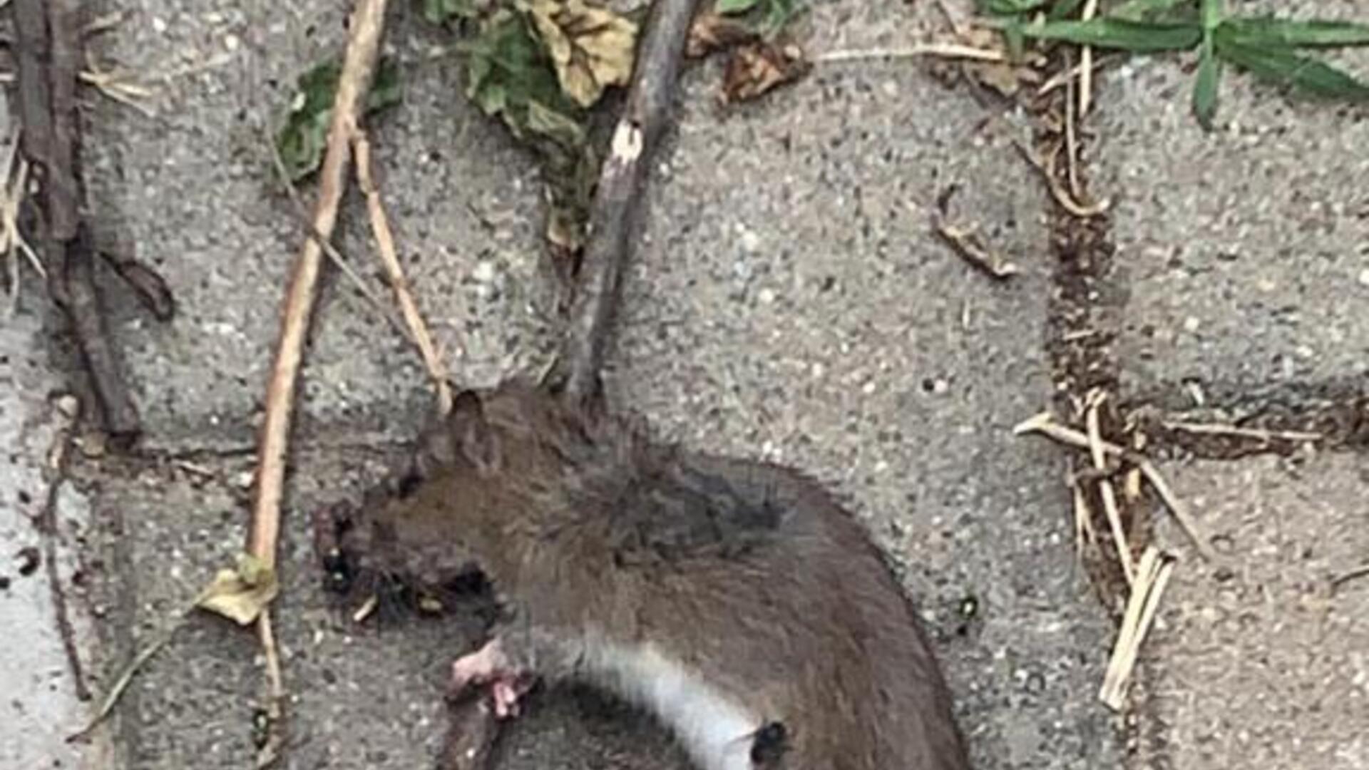rat 1.1